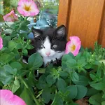 Komblowka Marcinowa Wola