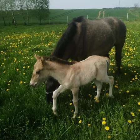 Komblowka Marcinowa Wola