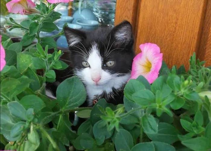 Komblowka Marcinowa Wola